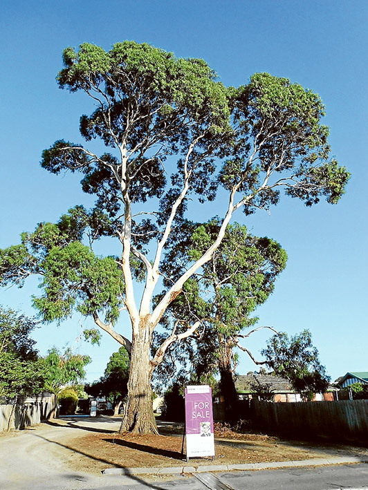 hastings tree