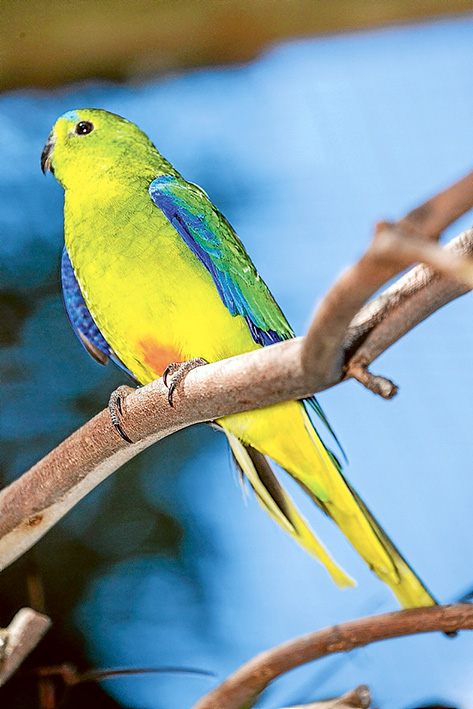 Orange Bellied Parrots - Moonlit Sanctuary. Photo: Orange Bellied Parrot at Moonlit Sanctuary.