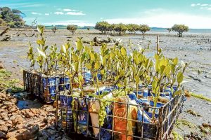 mangrove-seedlings
