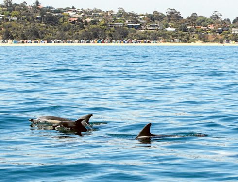 dolphins