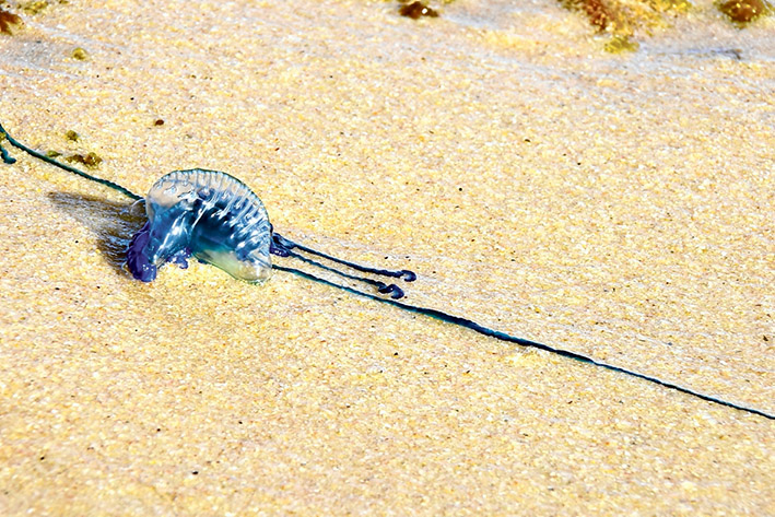 Washed up: A bluebottle on Mt Martha beach. They are becoming common all over bay and ocean beaches. Picture: George Russell