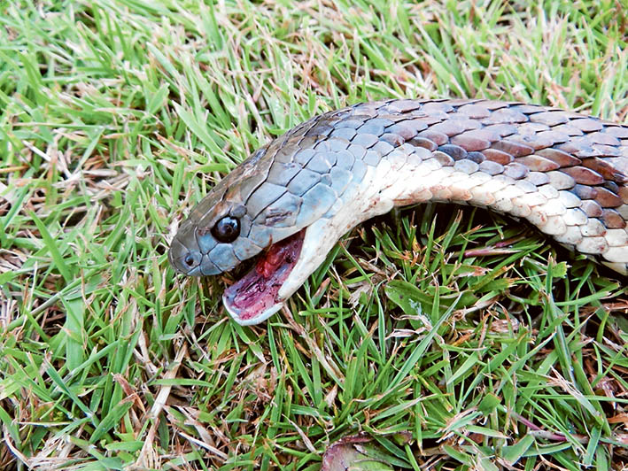 Summer visitors: This tiger snake was stopped in its tracks last week in Rosebud, but the advice is to leave them alone.