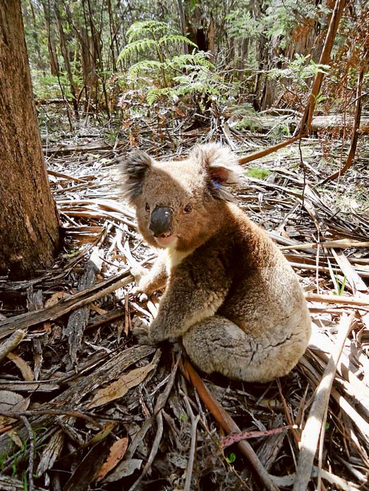 New lodgings: Koals from French Island are settling into a forest in central Victoria as part of a trial to see if translocation is part of the answer to saving the island from being overpopulated by the leaf eaters.