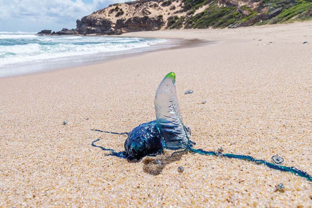 Bluebottle Jellyfish Are Washing Up On Beaches In Extreme Numbers