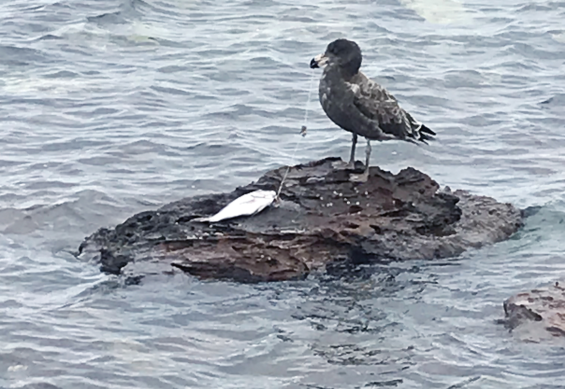 Fishing litter claims another victim - BirdGuides