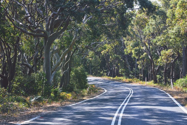 road trees