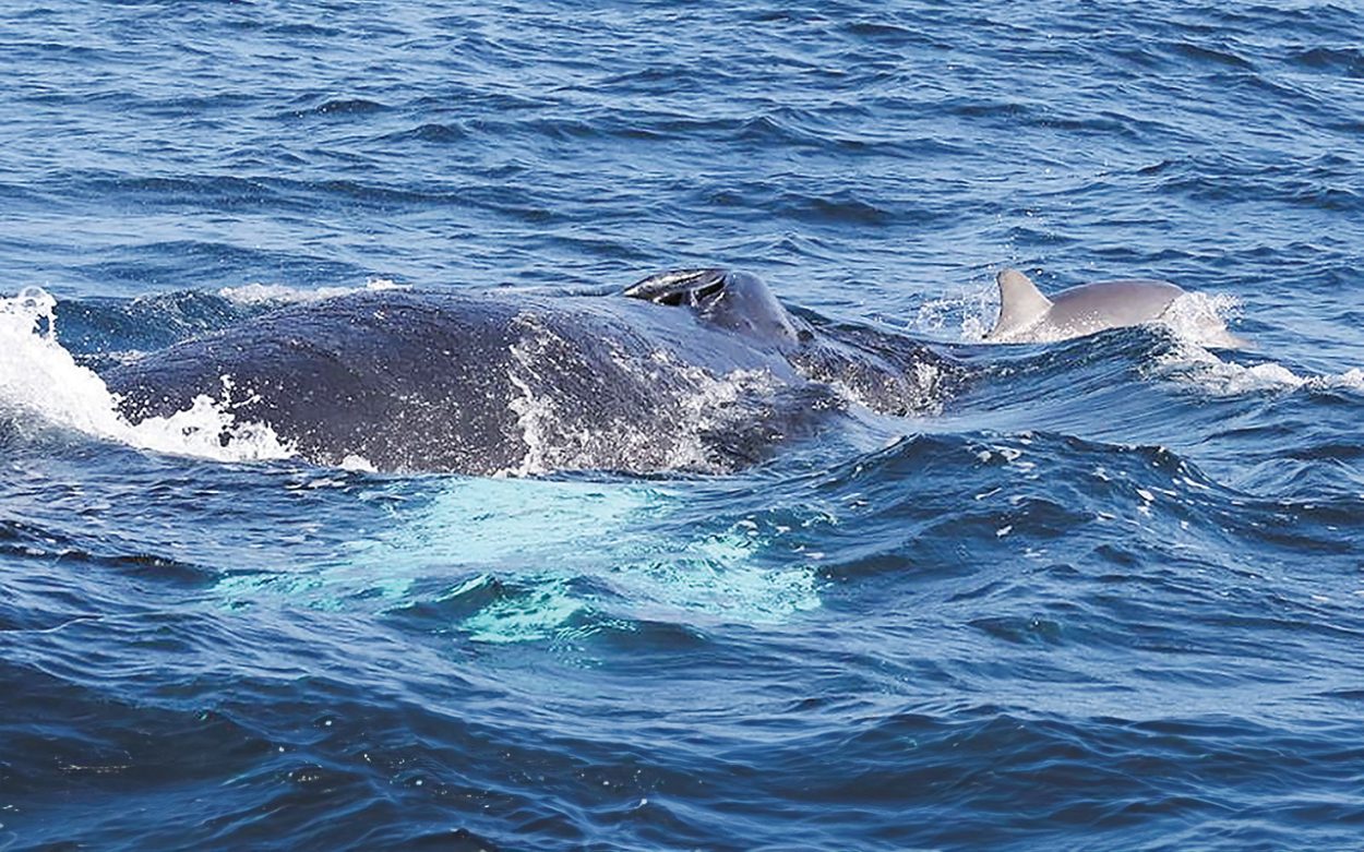 A dolphin riding on the head of a humpback whale.