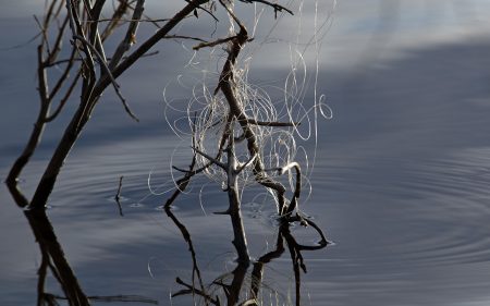 Fishing line tangled in a tree next to water