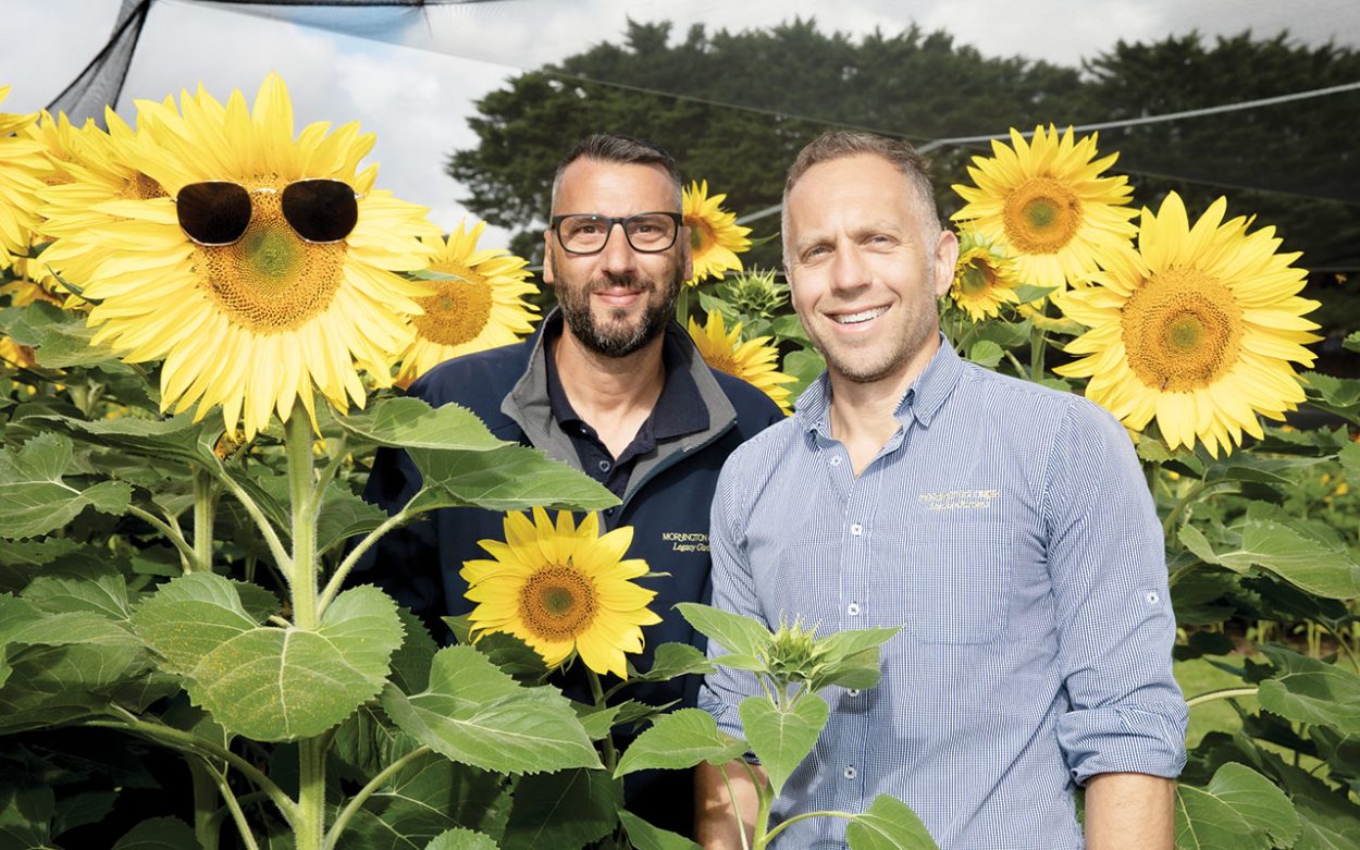 Sunflowers at Mornington Green