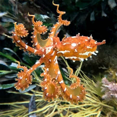 Rare find: Emily May, inset, could not believe her eyes when she came across the elusive frilled pygmy octopus on Portsea West Reef. Pictures: Supplied