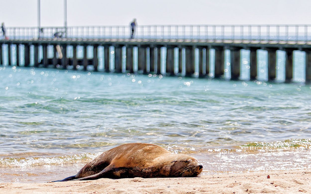 Grants to protect Port Phillip Bay