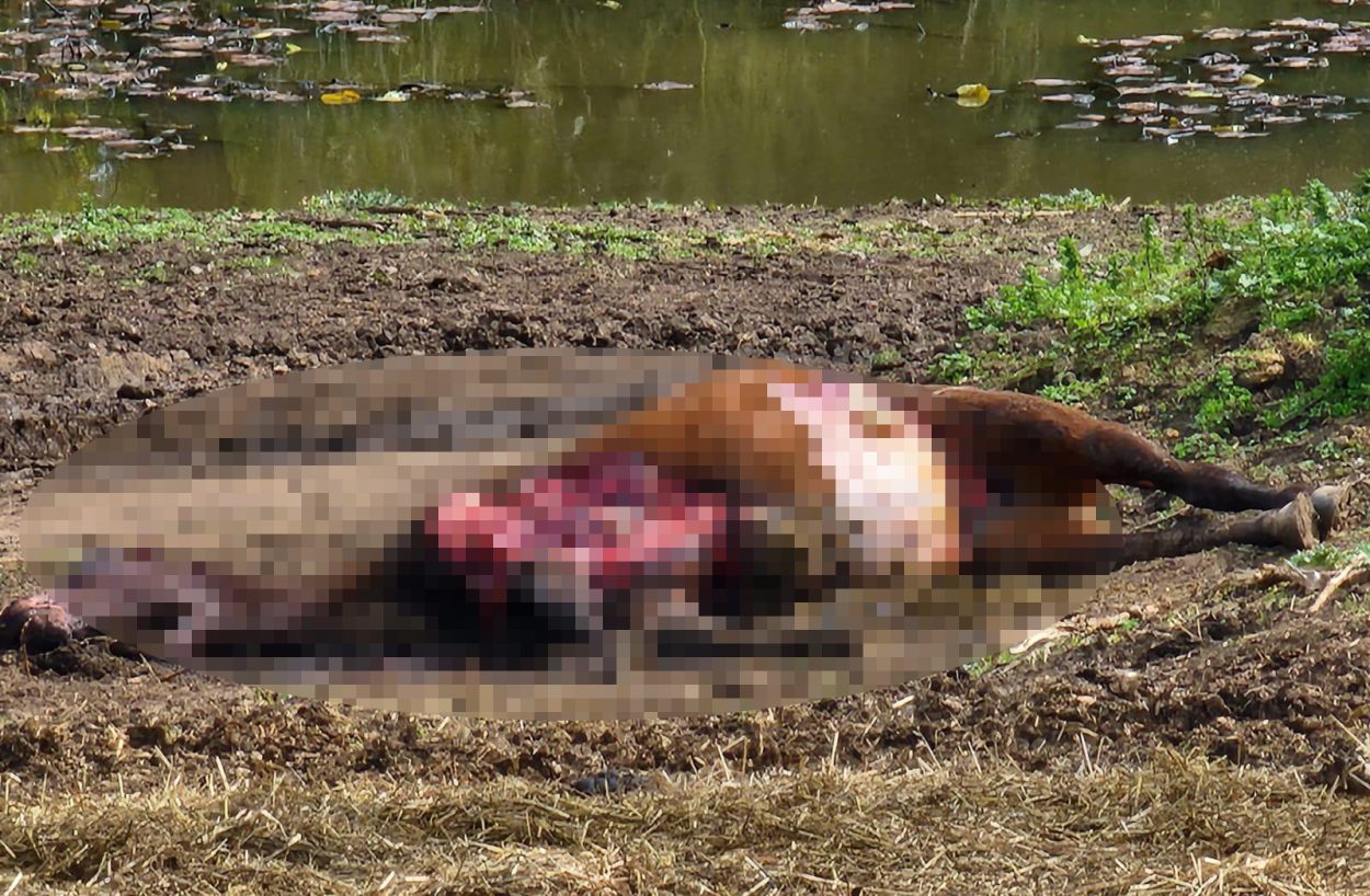 RSPCA executes warrant after animal welfare concerns