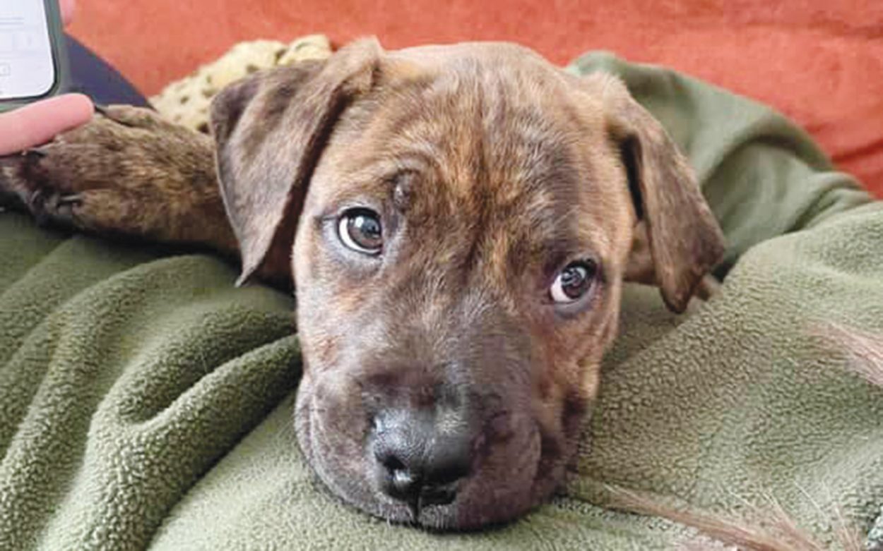 Animal shelter under fire after euthanasia