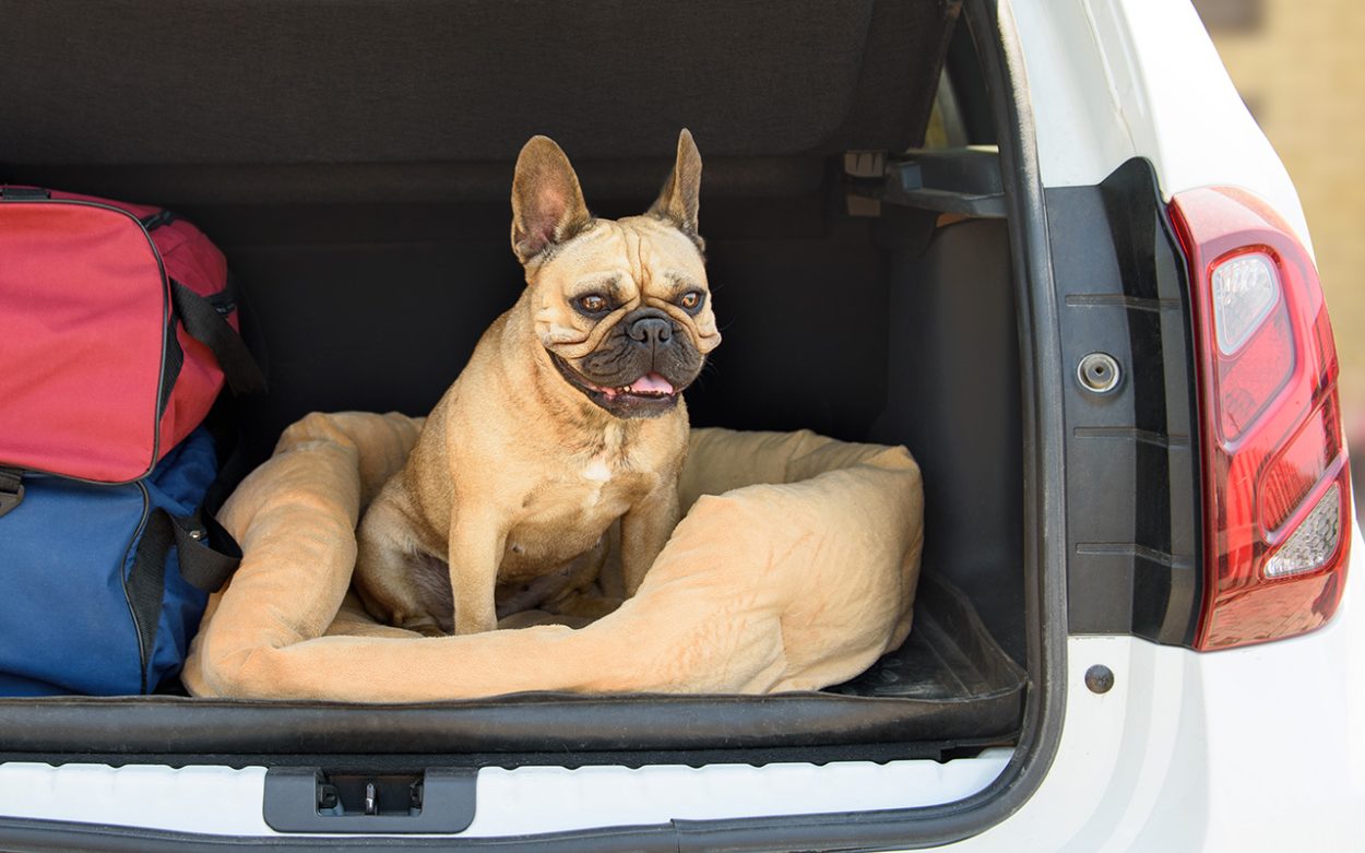 Make sure your pets are ready this bushfire season