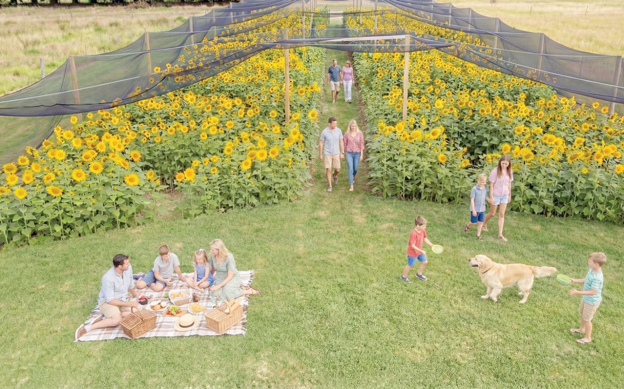 World’s largest sunflower set to bloom at Mornington Green