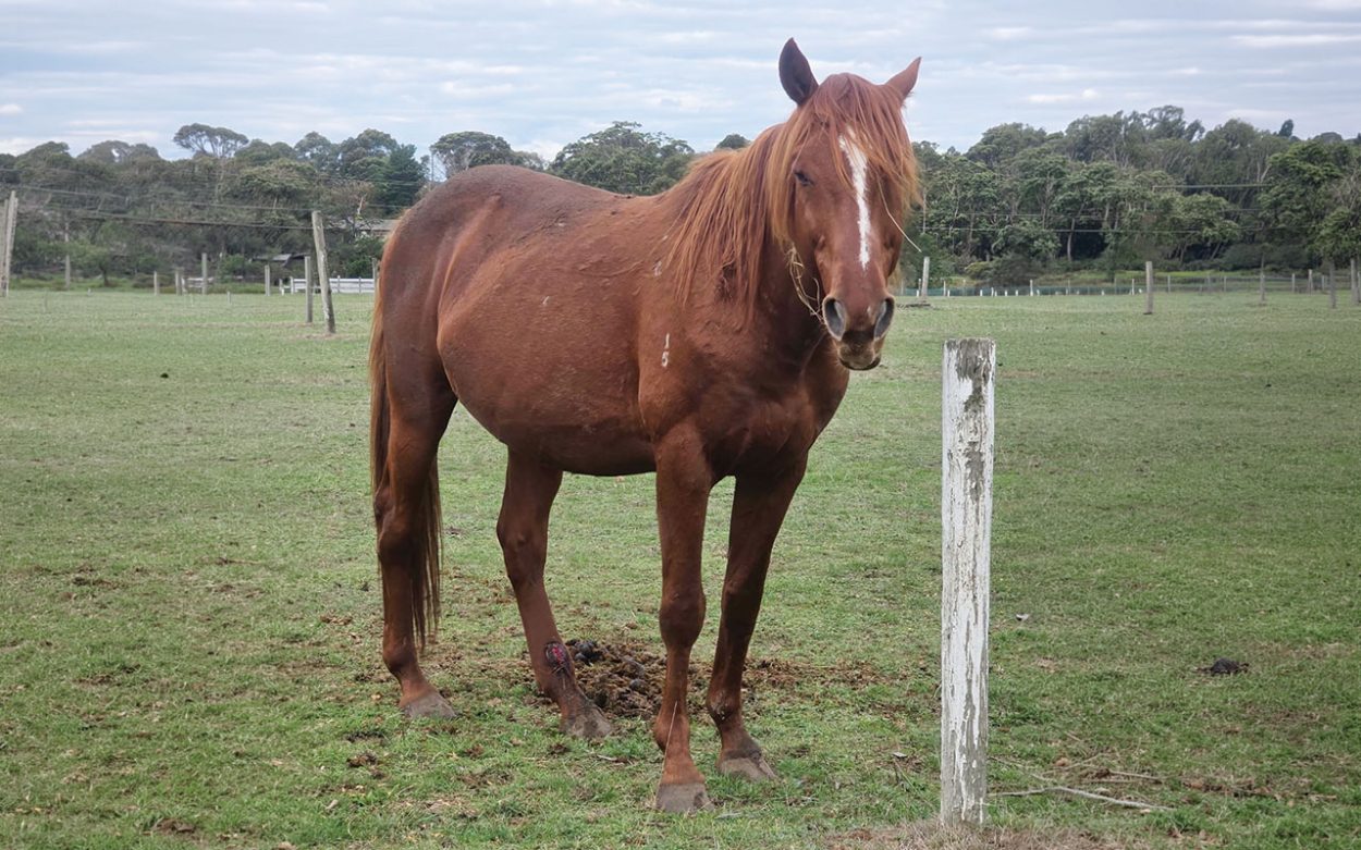 Protests continue as RSPCA makes second seizure at Mt Eliza property