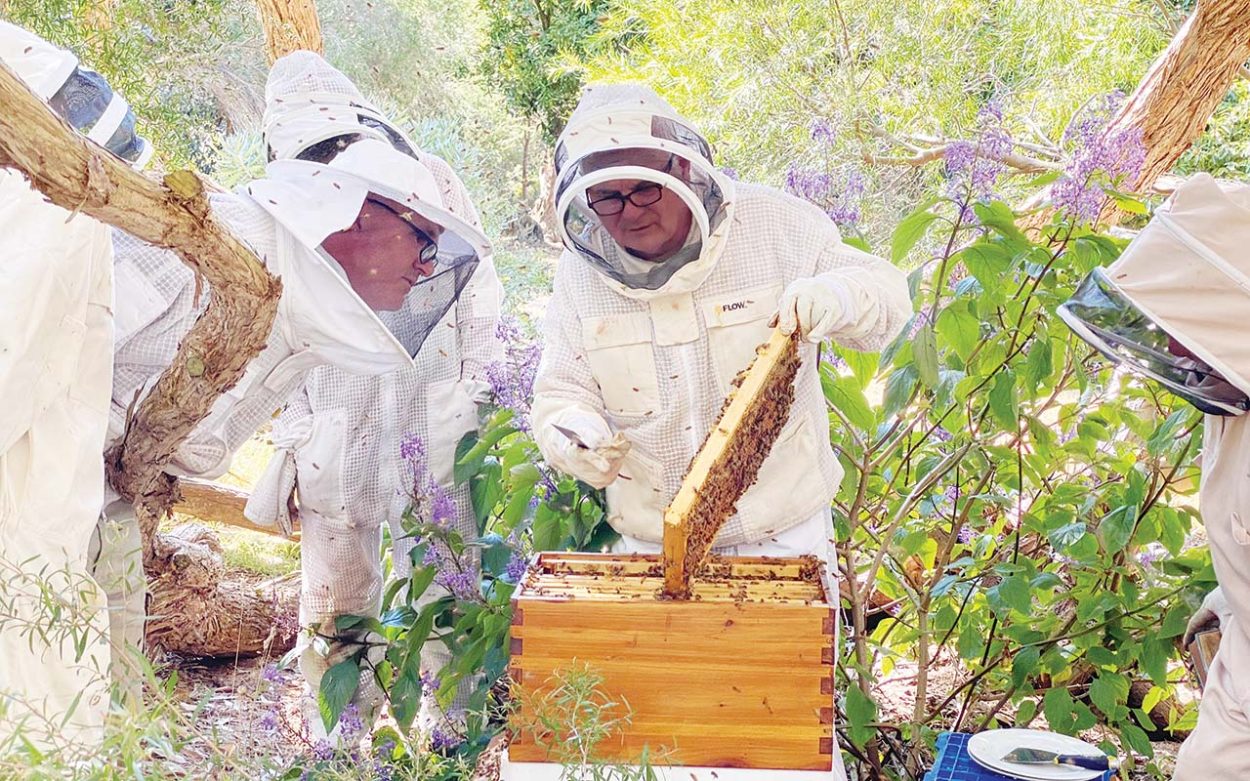 Beekeepers seek land as mite infects local hives