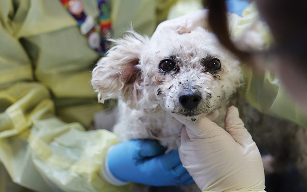 Animal cruelty cases soar on the peninsula