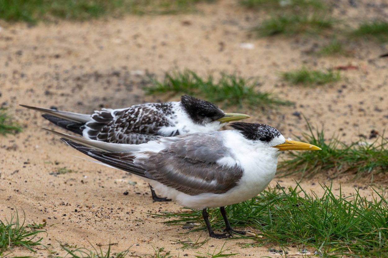 Bird flu detected on the peninsula and Phillip Island