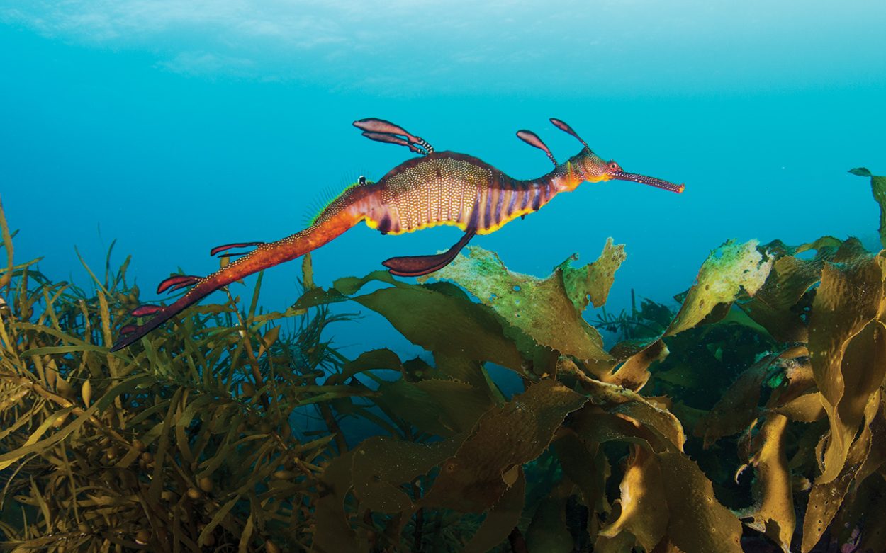 Community rallies to bring Western Port’s underwater wonders to life