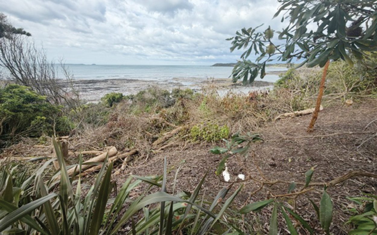 Flinders vegetation removal sparks call for action