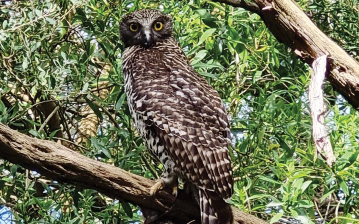 Cerberus land sale could impact rare owl species