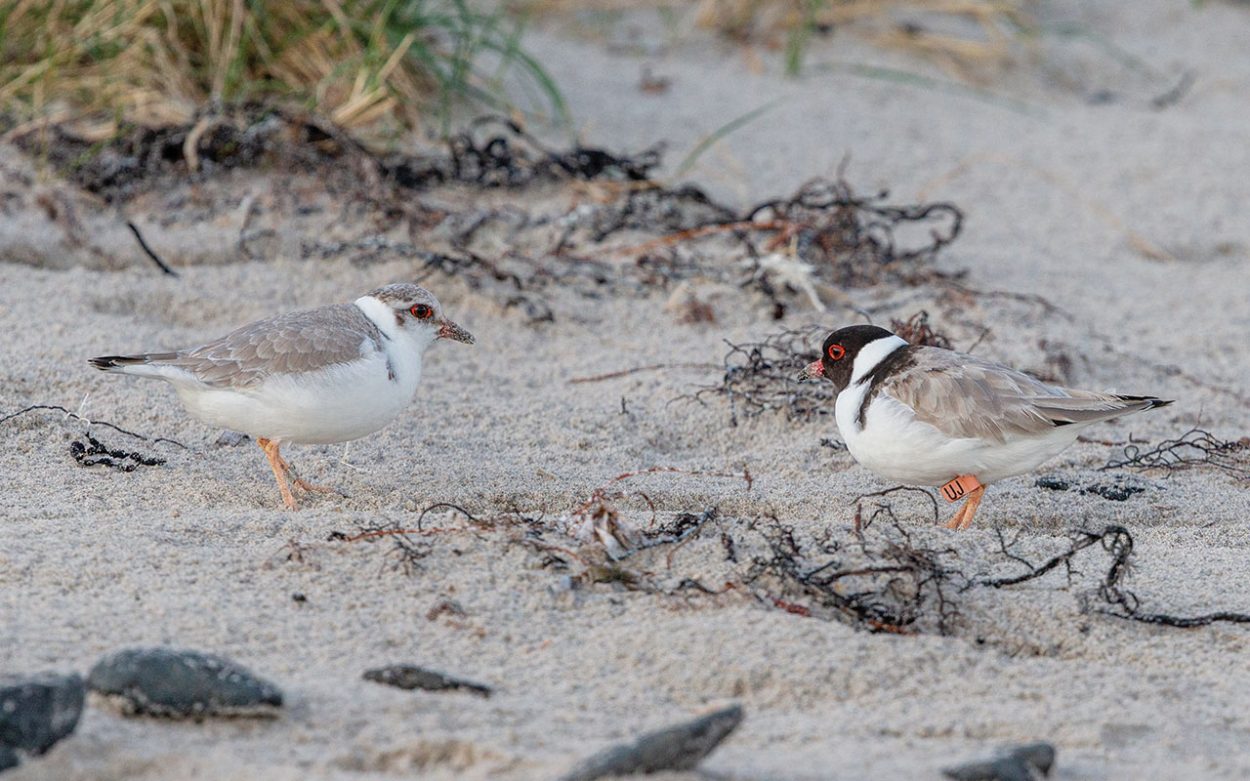 Hooded plovers’ nesting season begins