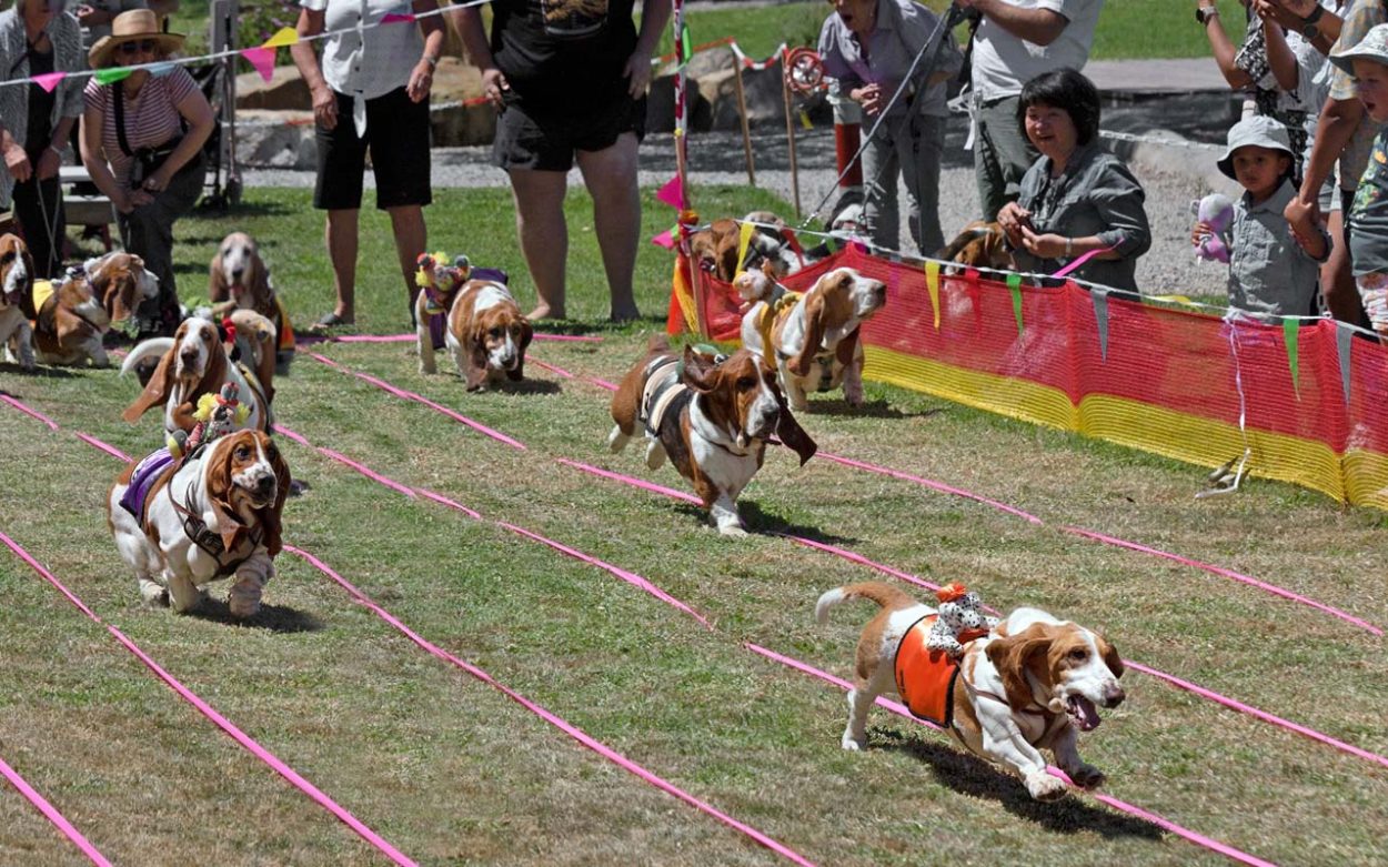 Basset hound races to take place in Somerville