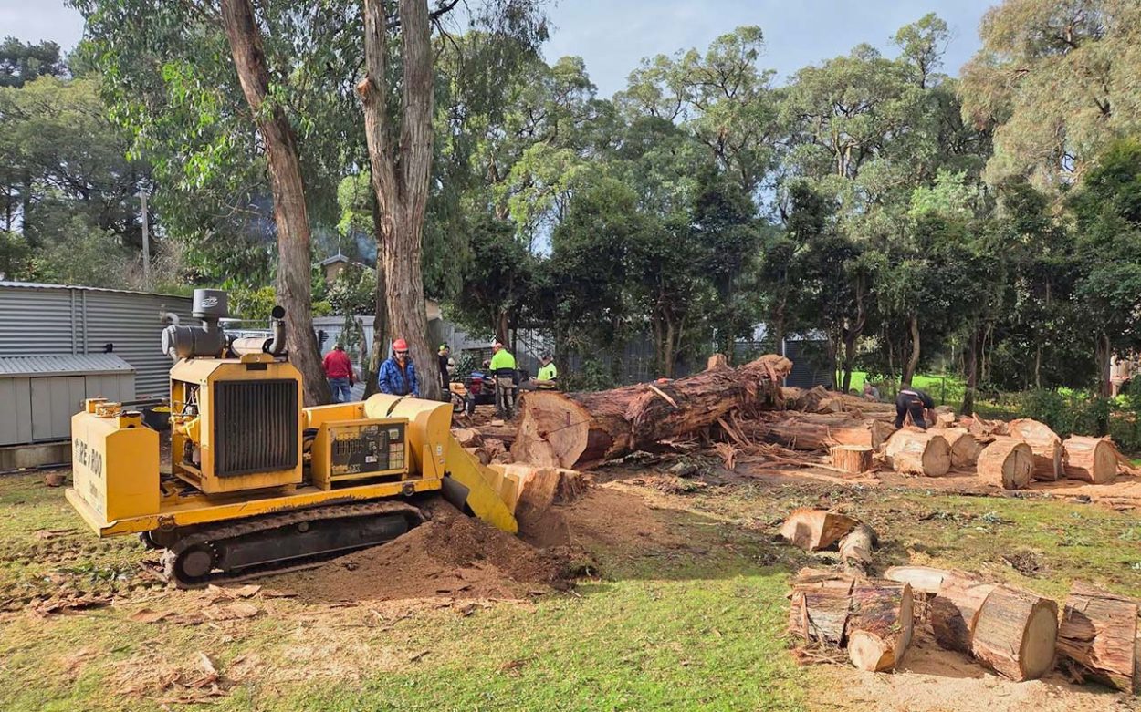 One hundred-year-old trees cut down